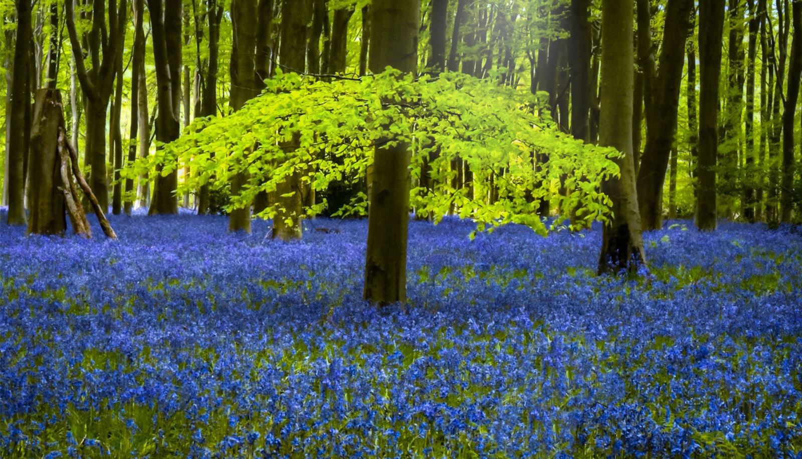 bluebells in Blackwood Forest